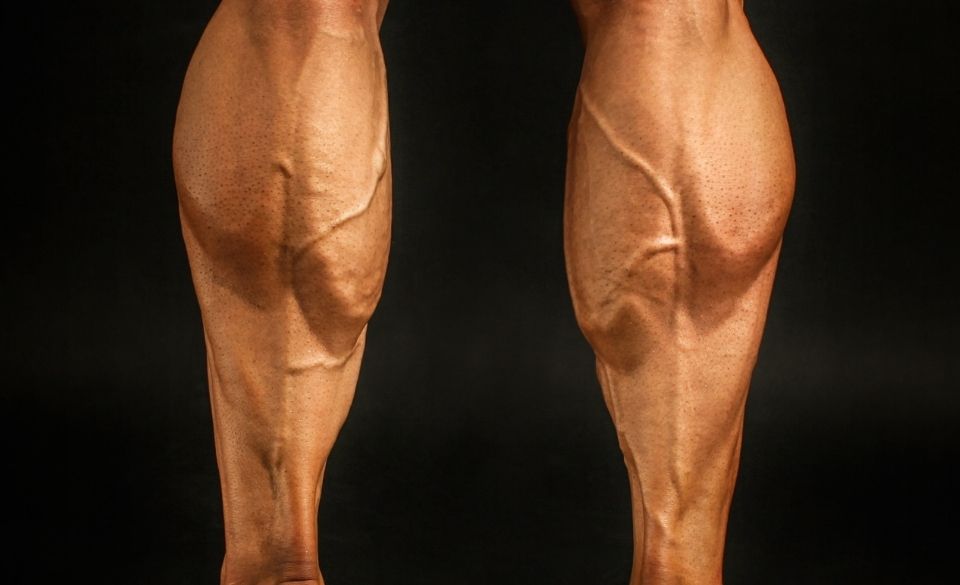 What Causes Calves to be Big or Slender